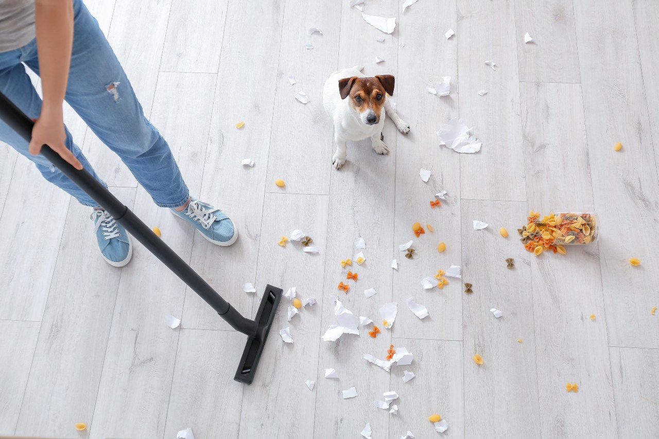 5 tips on how to keep your home clean with pets-Merci-Cleaning-London-1