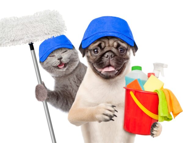 5 tips on how to keep your home clean with pets-Merci-Cleaning-London