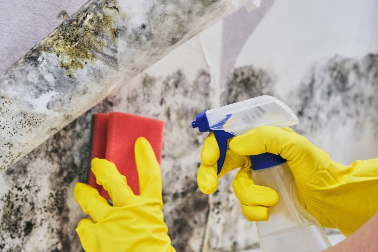 How to Combat Mould in Your London Home-Merci Cleaning London-2